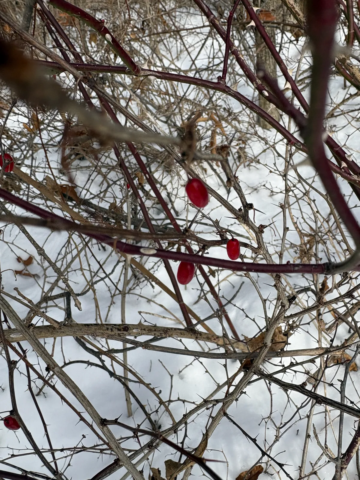 Barberry (Berberis thunbergii), photograph