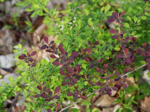 Photo: (c) Katja Schulz, some rights reserved (CC BY) · cc-by · via iNaturalist Barberry (Berberis thunbergii), photograph