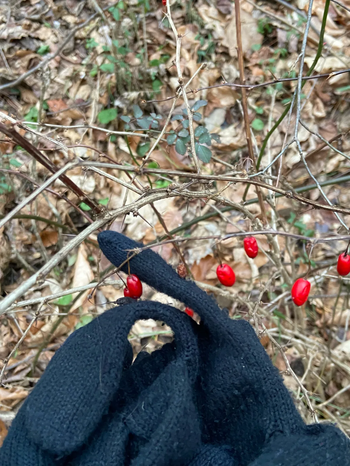 Barberry (Berberis thunbergii), photograph