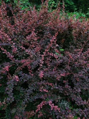 Barberry (Berberis thunbergii), photograph