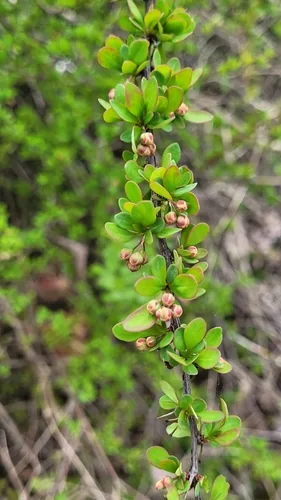 Barberry (Berberis thunbergii), photograph