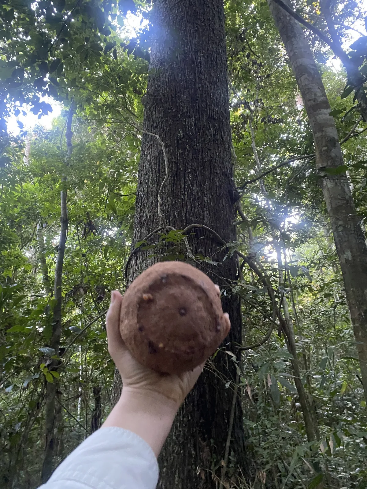 brazil nut (Bertholletia excelsa), photograph