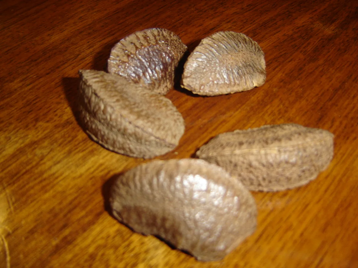 Photo: Taken by Deathworm at en.wikipedia · Public domain · via Wikimedia Commons brazil nut (Bertholletia excelsa), photograph