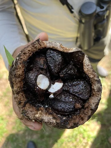 brazil nut (Bertholletia excelsa), photograph