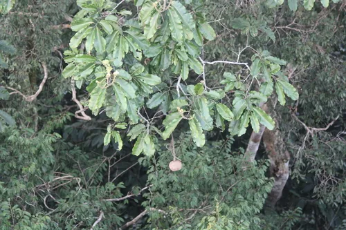 brazil nut (Bertholletia excelsa), photograph