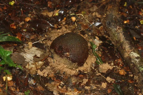 brazil nut (Bertholletia excelsa), photograph