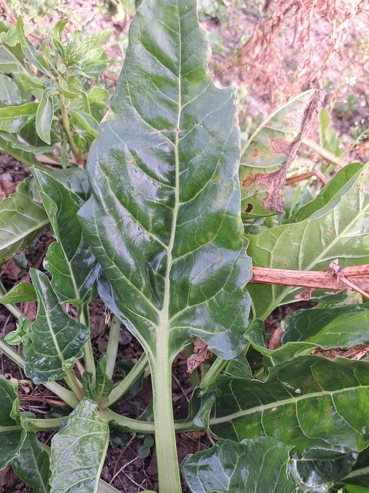 Swiss chard (Beta vulgaris subsp. vulgaris), photograph