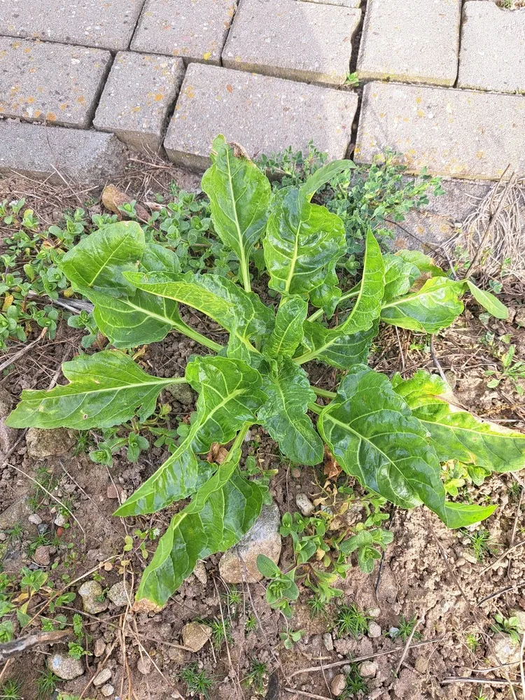 Swiss Chard (Beta vulgaris subsp. vulgaris), photograph