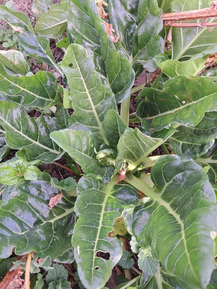Photo: Bram vd Bergh · CC0 · via GBIF Swiss Chard (Beta vulgaris subsp. vulgaris), photograph