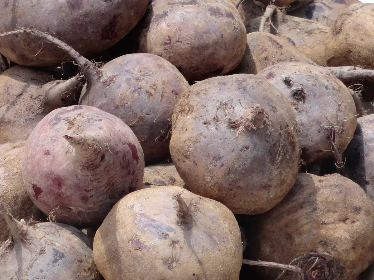 Photo: Bhaskaranaidu · Public Domain · via Wikimedia Commons beet (Beta vulgaris), photograph