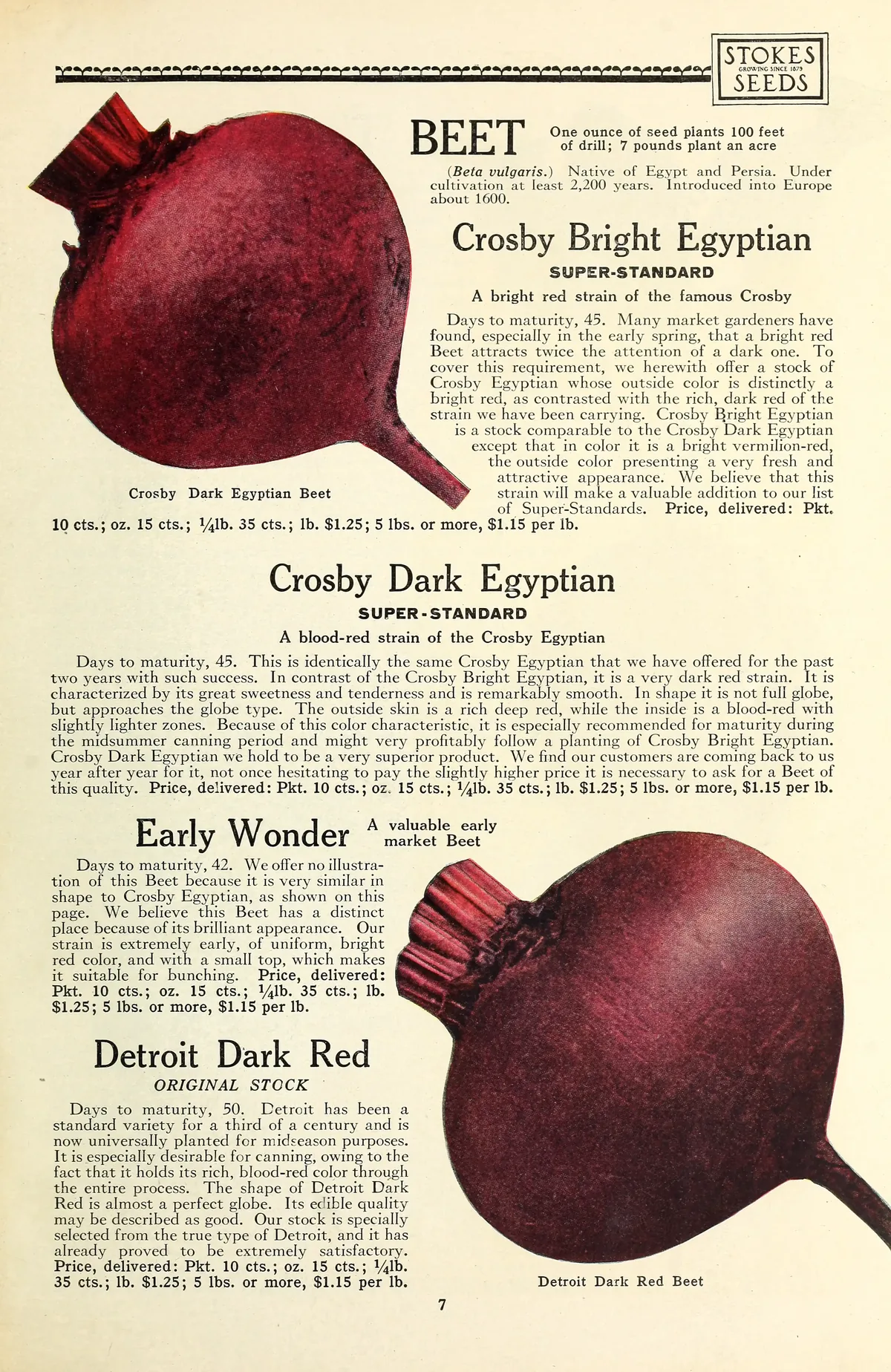 Beet (Beta vulgaris), botanical illustration