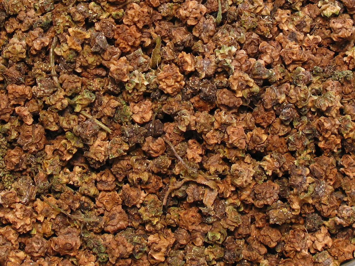 Beet (Beta vulgaris), photograph