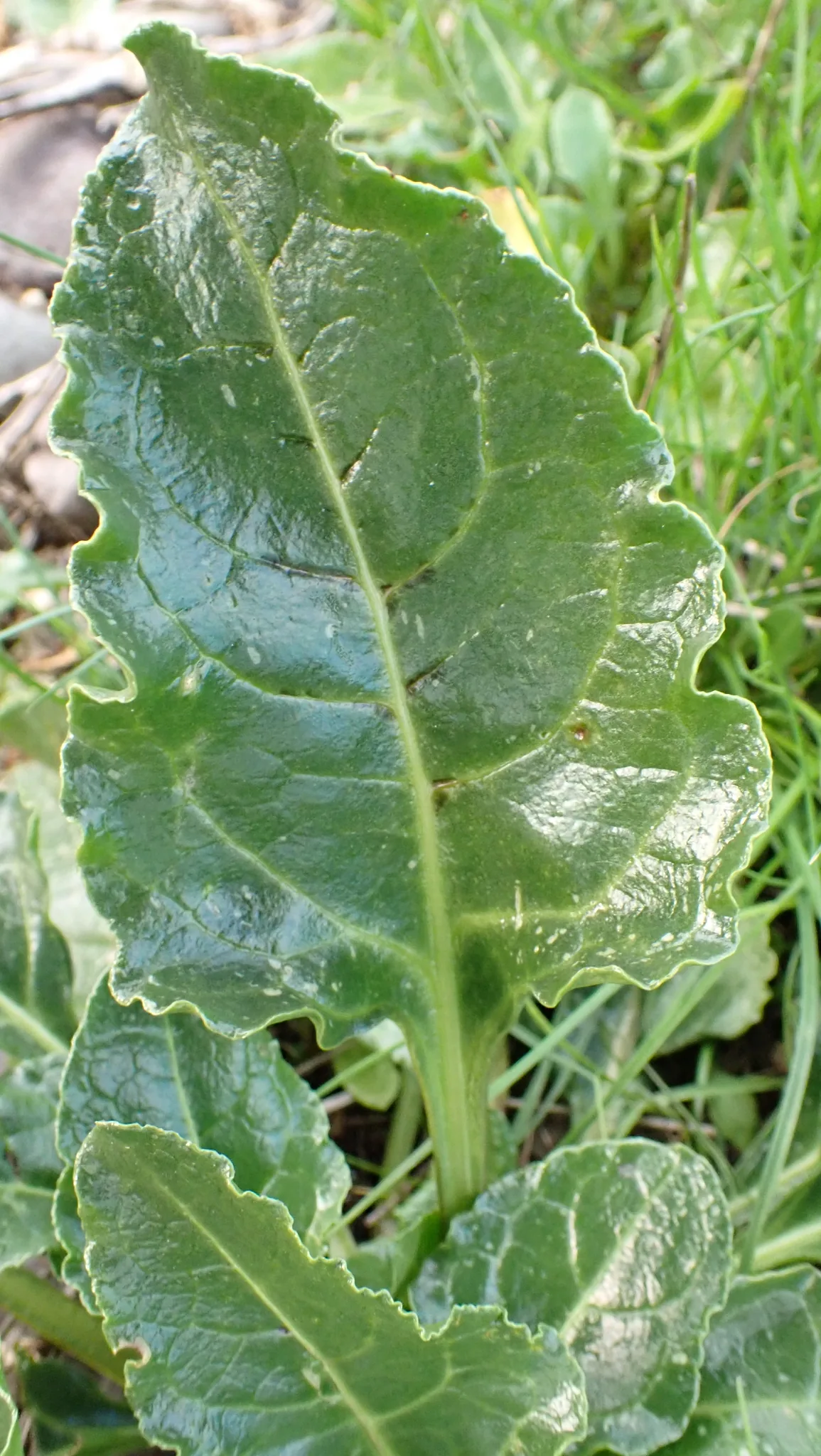 Beet (Beta vulgaris), photograph
