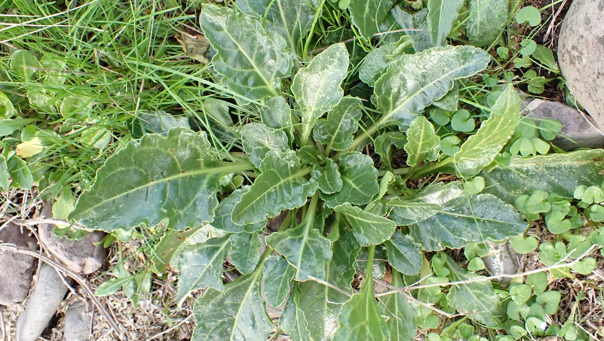 Photo: Shane Austin, via iNaturalist · CC BY · via GBIF Beet (Beta vulgaris), photograph