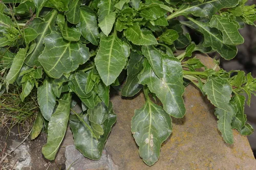 Swiss Chard (Beta vulgaris subsp. vulgaris), photograph