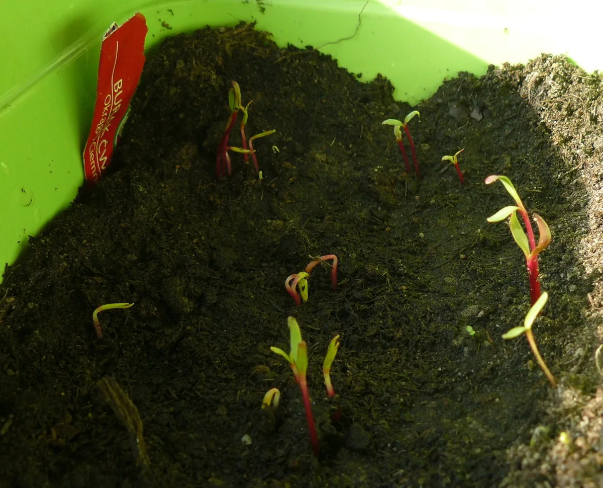 Beet (Beta vulgaris), photograph