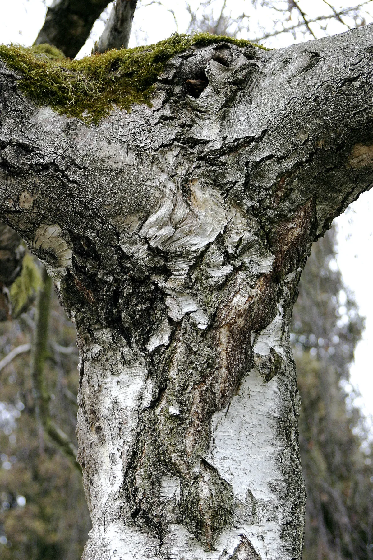 River Birch (Betula nigra), photograph