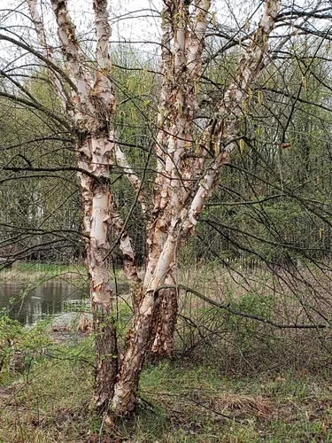 Photo: (c) Lisa Wiencek Gerbec, some rights reserved · CC BY · via iNaturalist river birch (Betula nigra), photograph