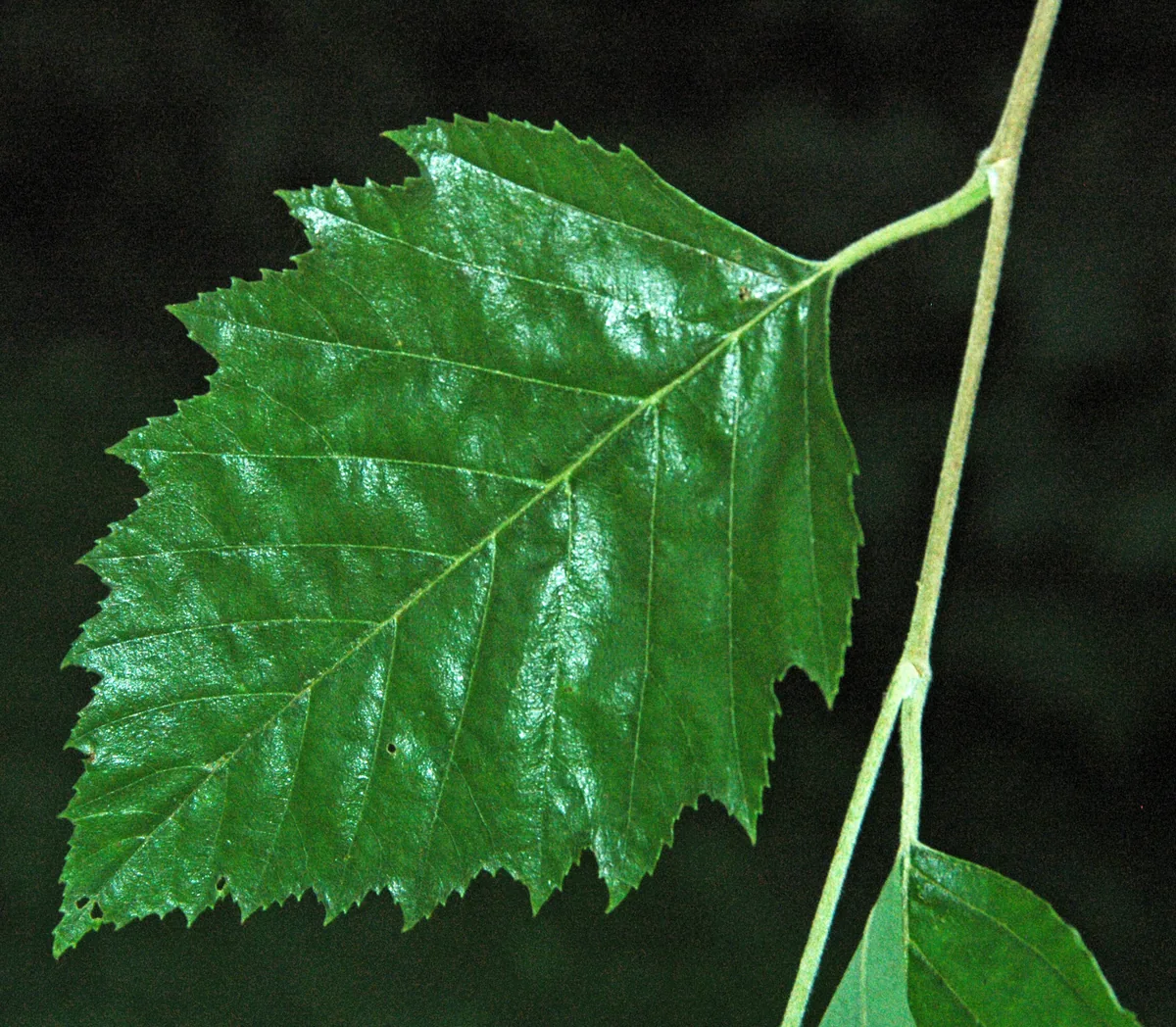River Birch (Betula nigra), photograph