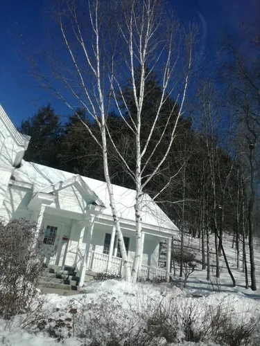 Paper Birch (Betula papyrifera), photograph