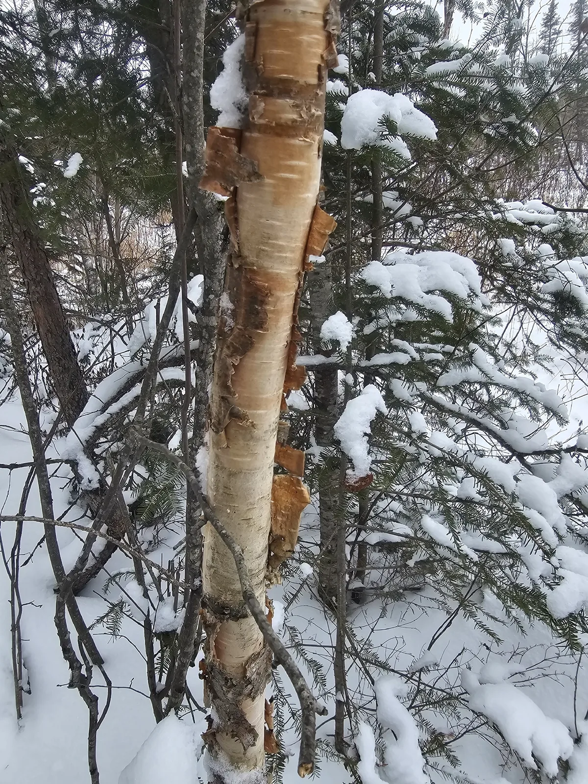 American white birch, photograph