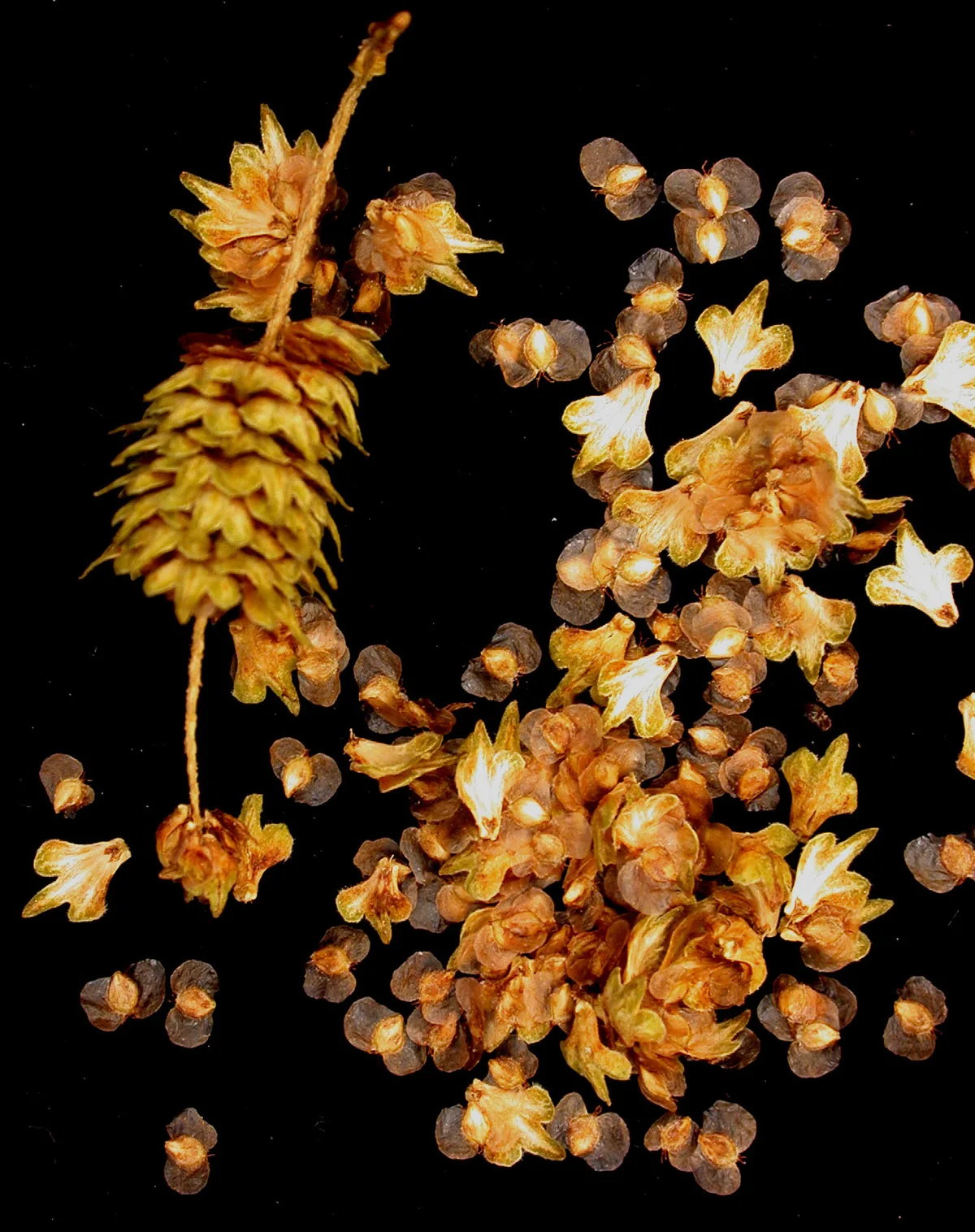 Paper Birch (Betula papyrifera), photograph