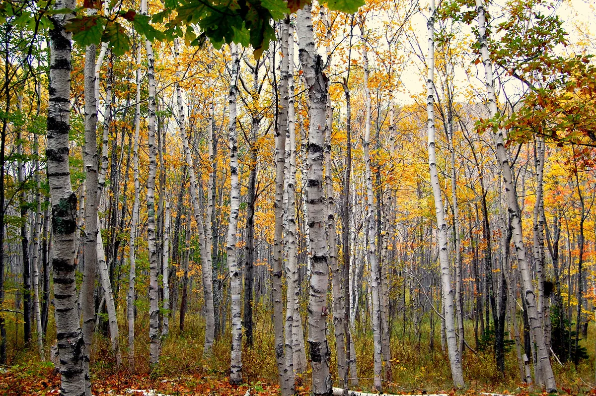 Paper Birch (Betula papyrifera), photograph