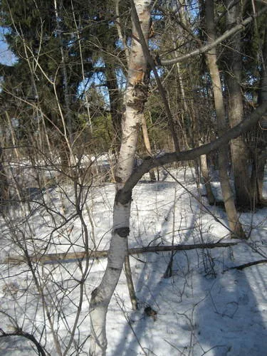 Photo: (c) rboles, some rights reserved (CC BY) · cc-by · via iNaturalist Paper Birch (Betula papyrifera), photograph