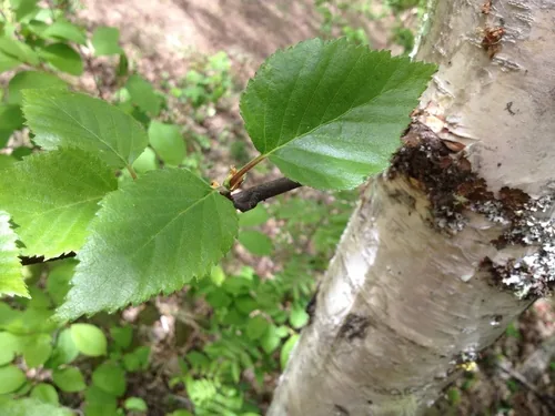 Paper Birch (Betula papyrifera), photograph
