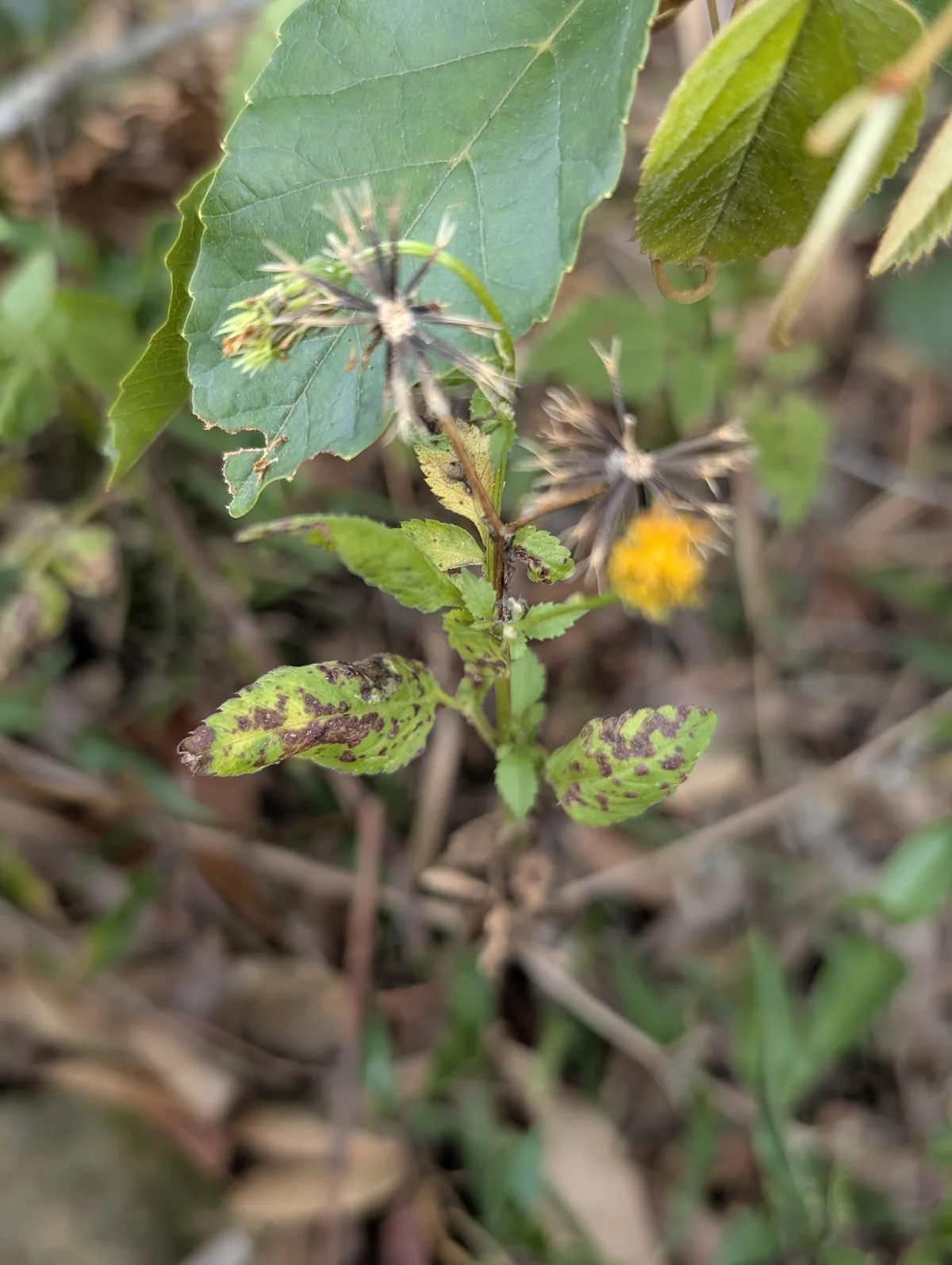 beggar's tick (Bidens pilosa), photograph