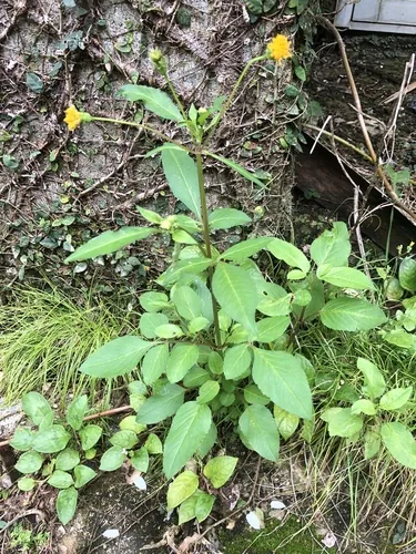 beggar's tick (Bidens pilosa), photograph