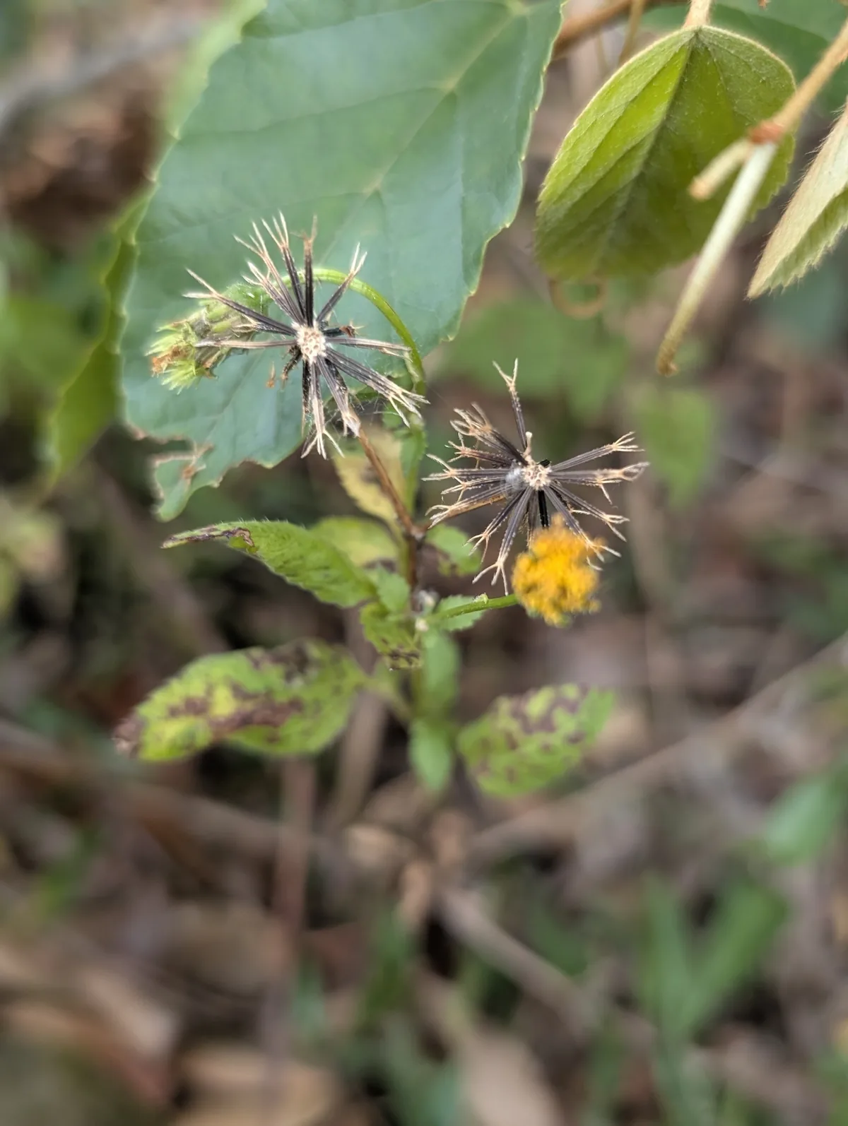 beggar's tick (Bidens pilosa), photograph