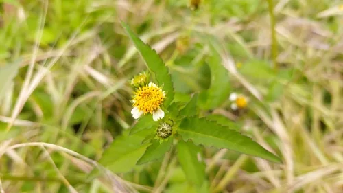 Photo: (c) Elizabete Marchante, some rights reserved · CC BY · via iNaturalist beggar's tick (Bidens pilosa), photograph