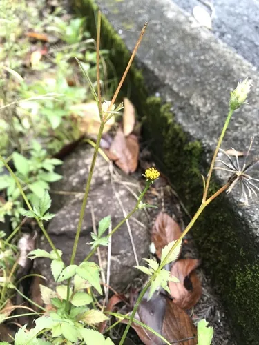 beggar's tick (Bidens pilosa), photograph