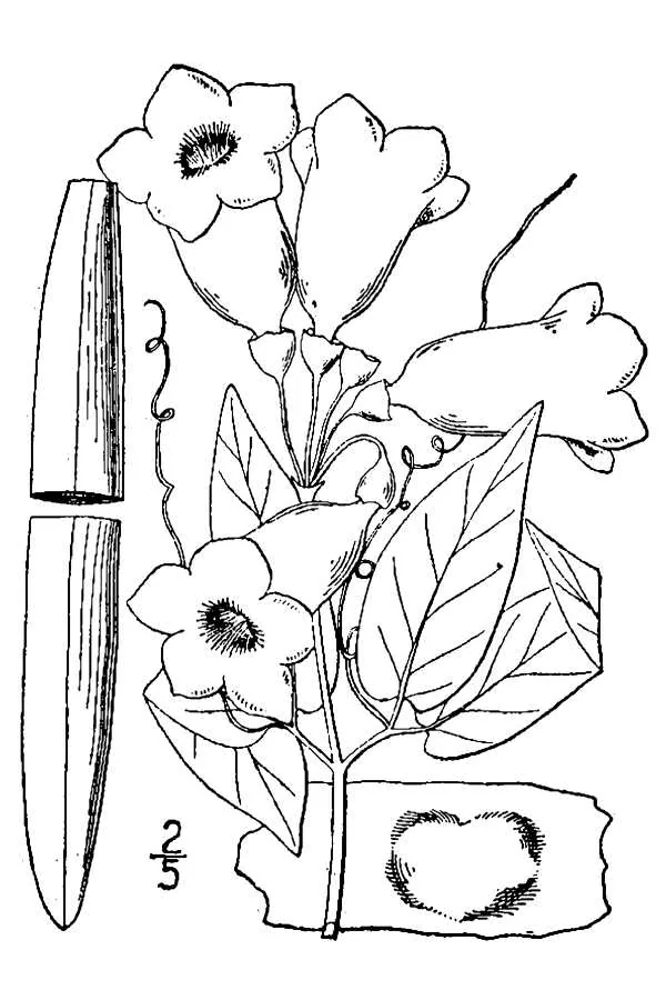 Crossvine (Bignonia capreolata), botanical illustration