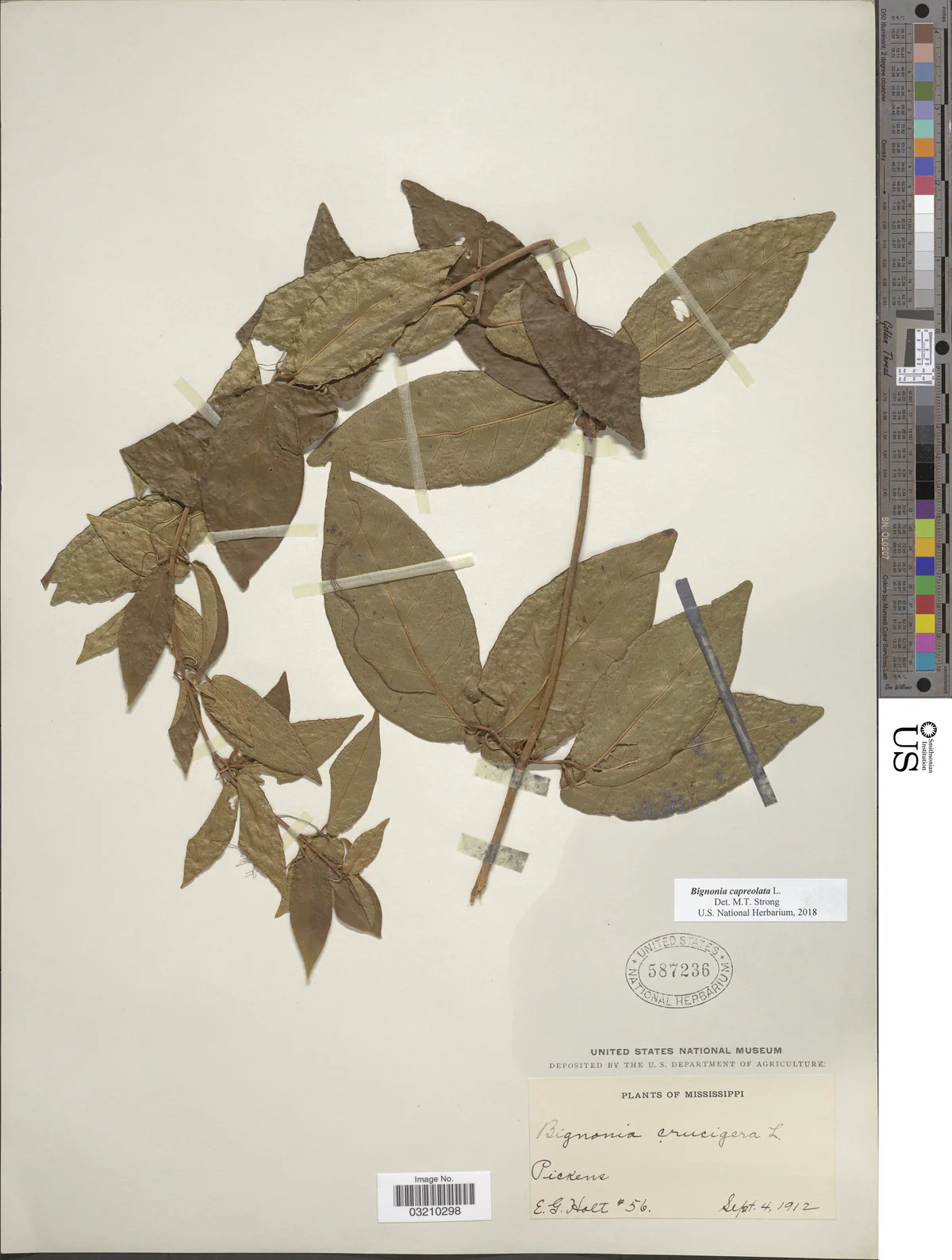 Crossvine (Bignonia capreolata), photograph