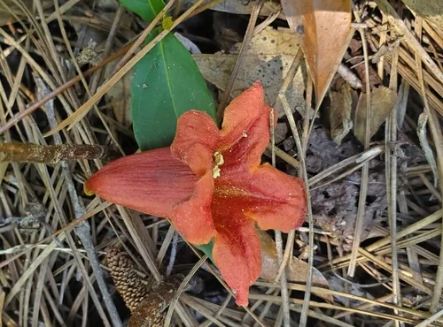Crossvine (Bignonia capreolata), photograph