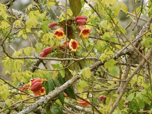 Photo: (c) Michael J. Papay, some rights reserved · CC BY · via iNaturalist crossvine (Bignonia capreolata), photograph
