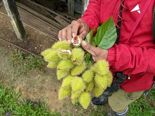 Annatto (Bixa orellana), photograph