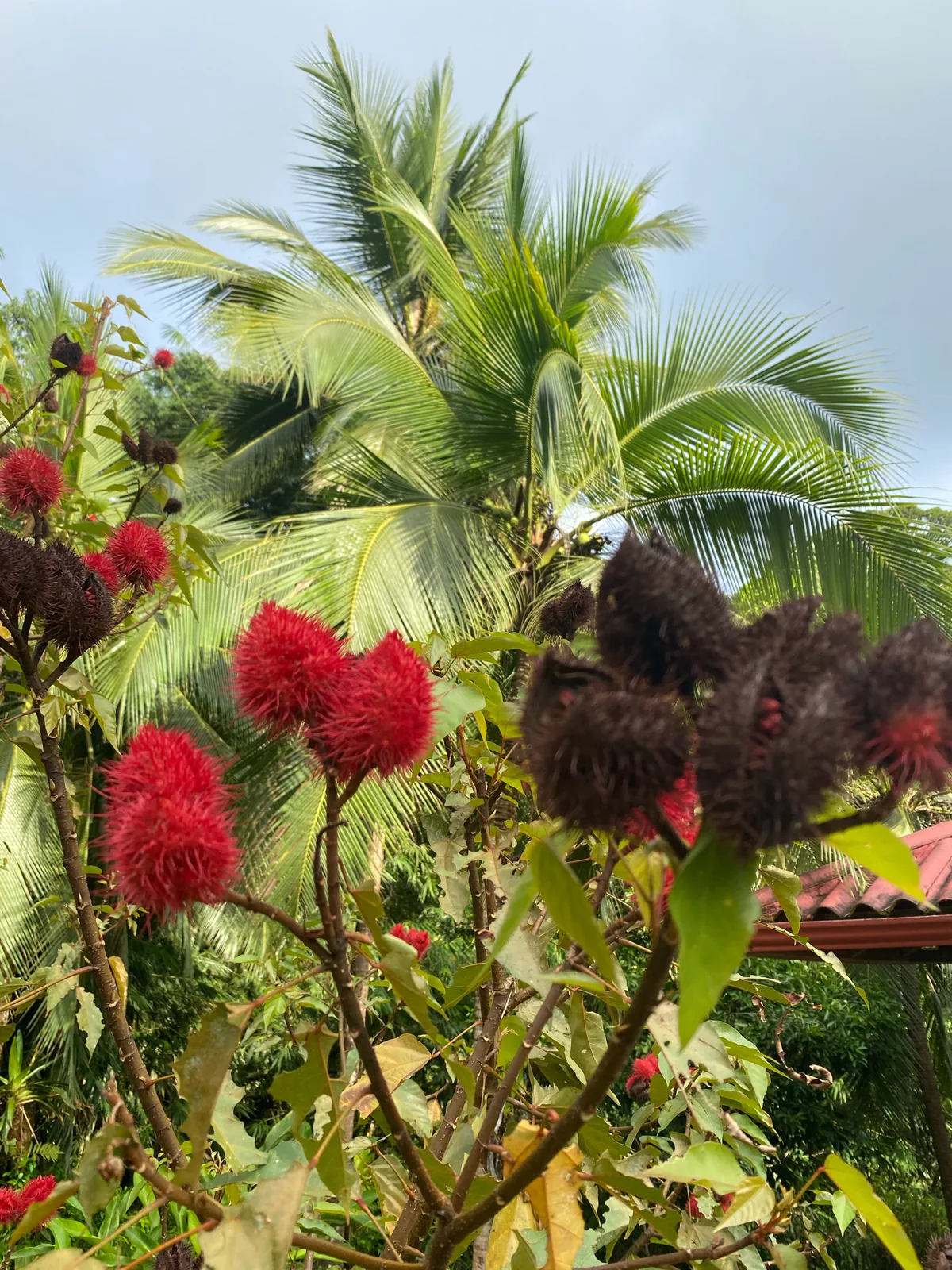 Annatto (Bixa orellana), photograph