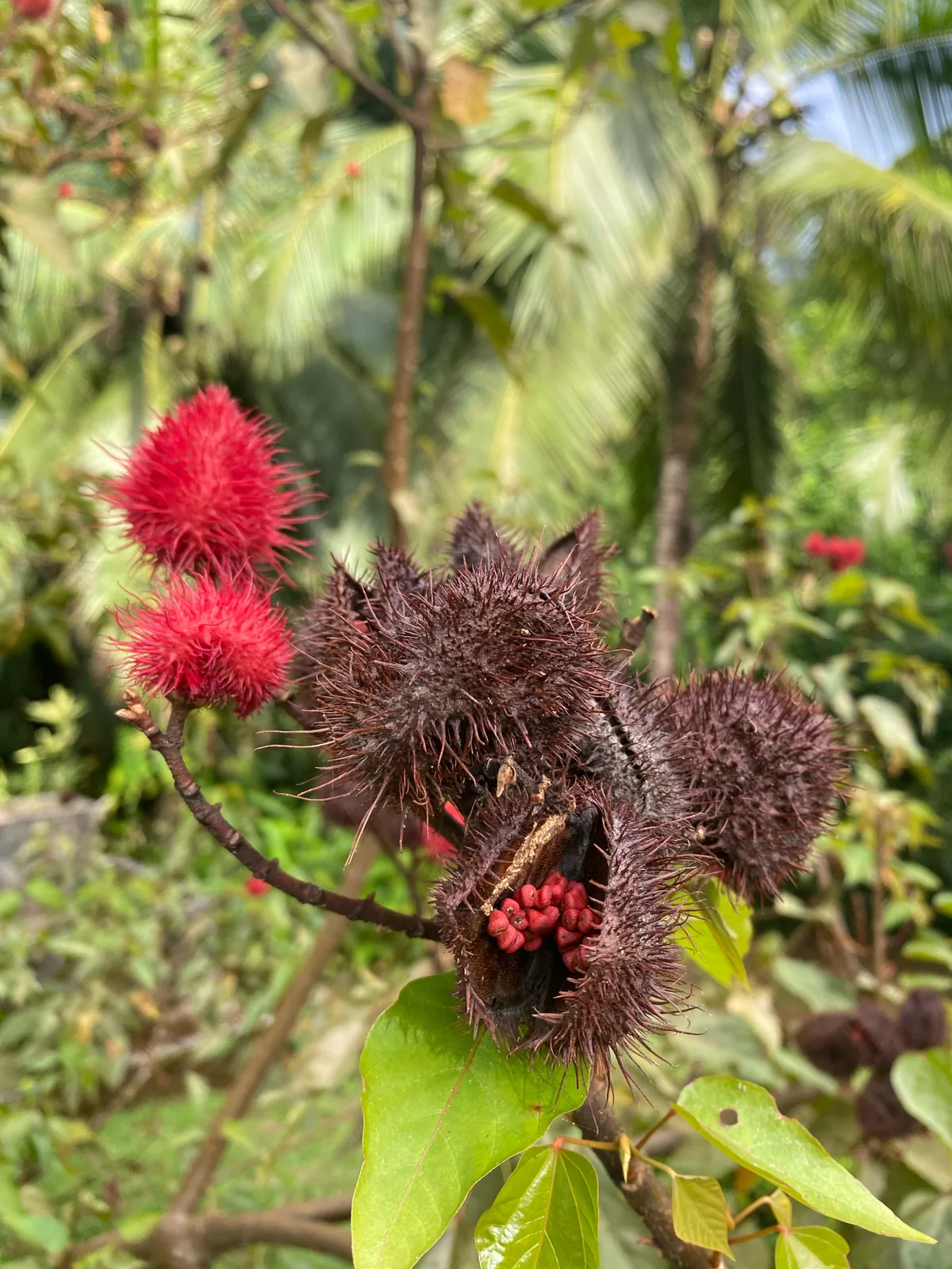 Annatto (Bixa orellana), photograph