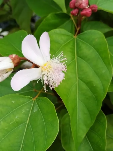 Photo: (c) Arturo Benavides Mendoza, some rights reserved · CC BY · via iNaturalist annatto (Bixa orellana), photograph