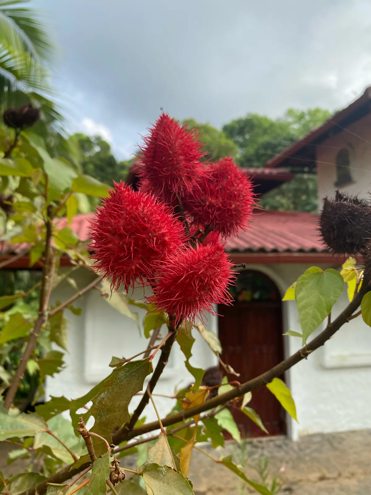Annatto (Bixa orellana), photograph