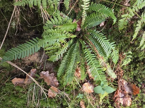 Photo: (c) Christophe, some rights reserved (CC BY) · cc-by · via iNaturalist Deer Fern (Blechnum spicant), photograph