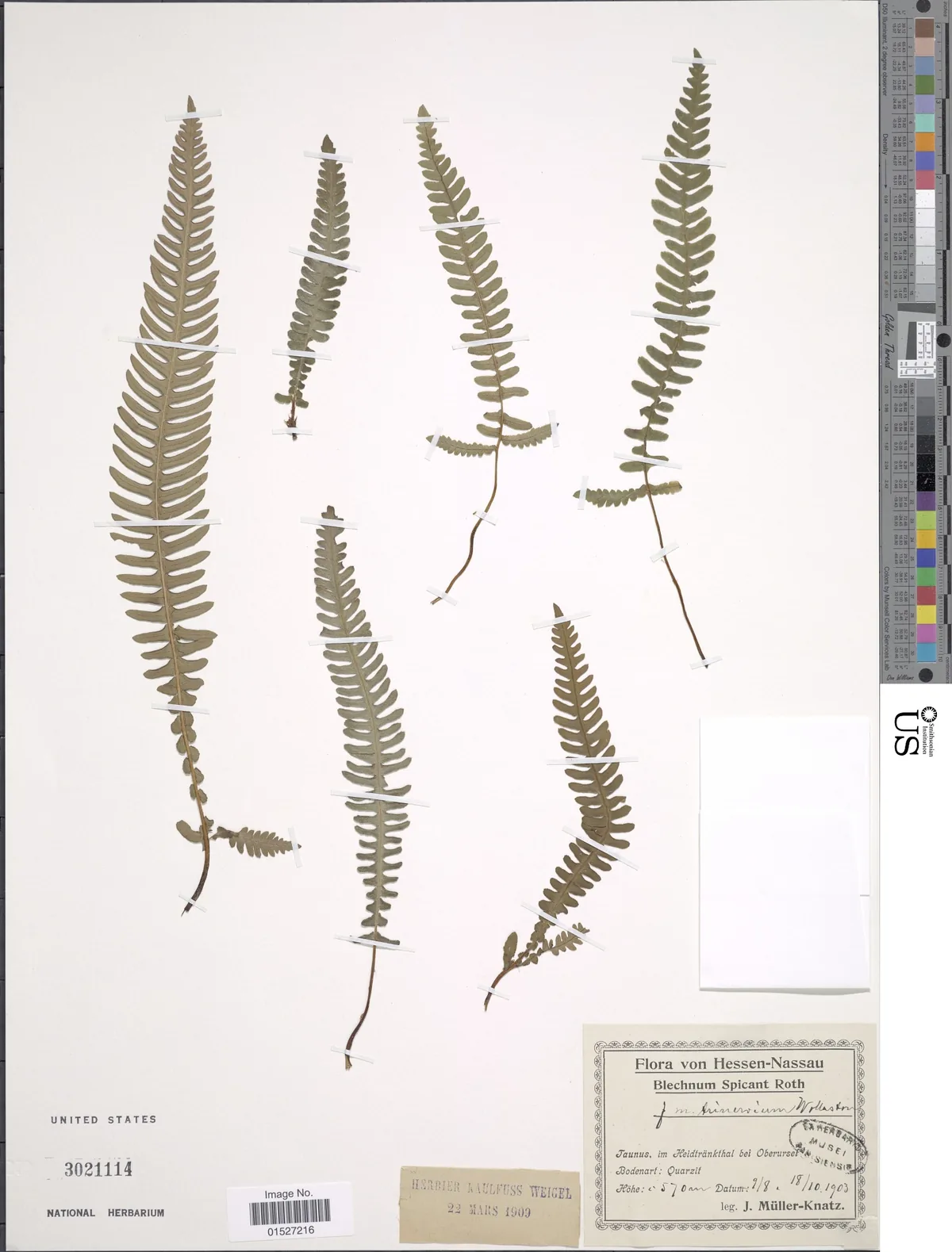 Deer Fern (Blechnum spicant), photograph