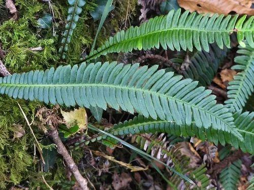 Deer Fern (Blechnum spicant), photograph