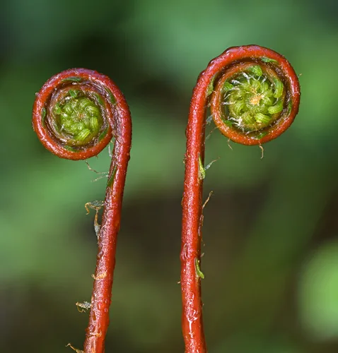 Photo: (c) Alan Rockefeller, some rights reserved · CC BY · via iNaturalist deer fern (Blechnum spicant), photograph