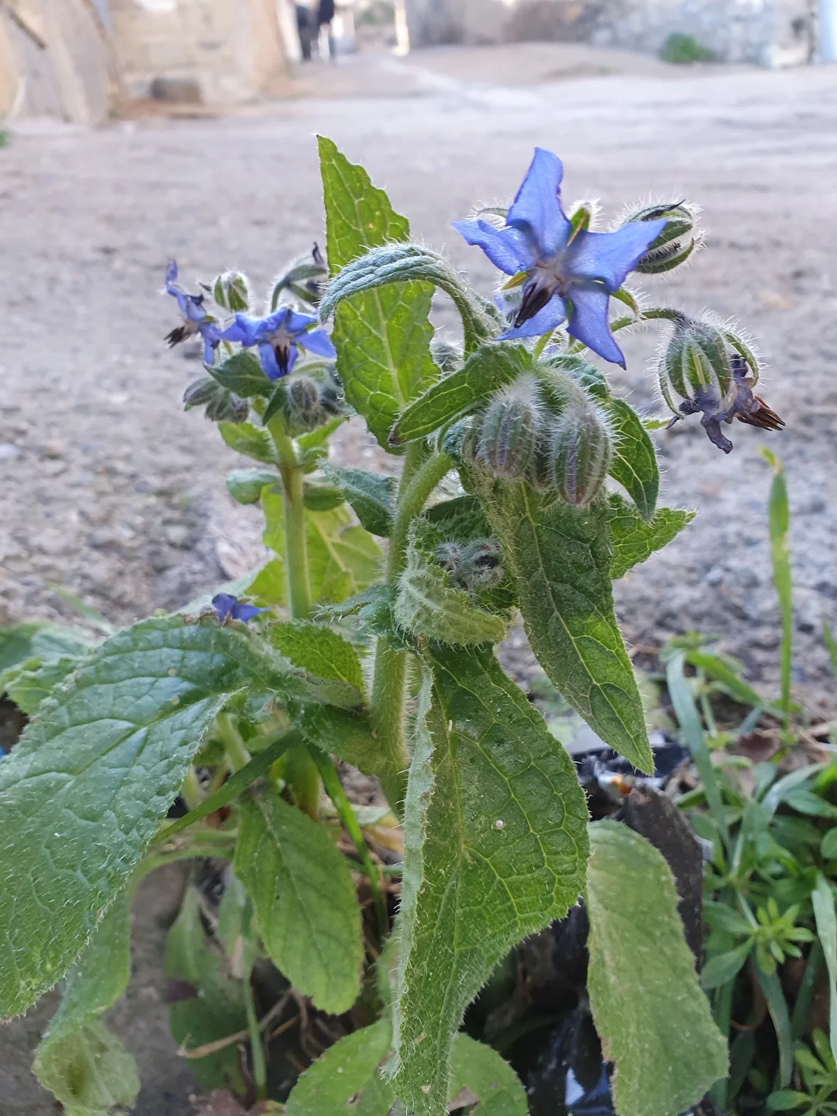 borage (Borago officinalis), photograph