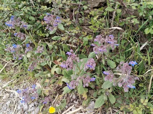 borage (Borago officinalis), photograph