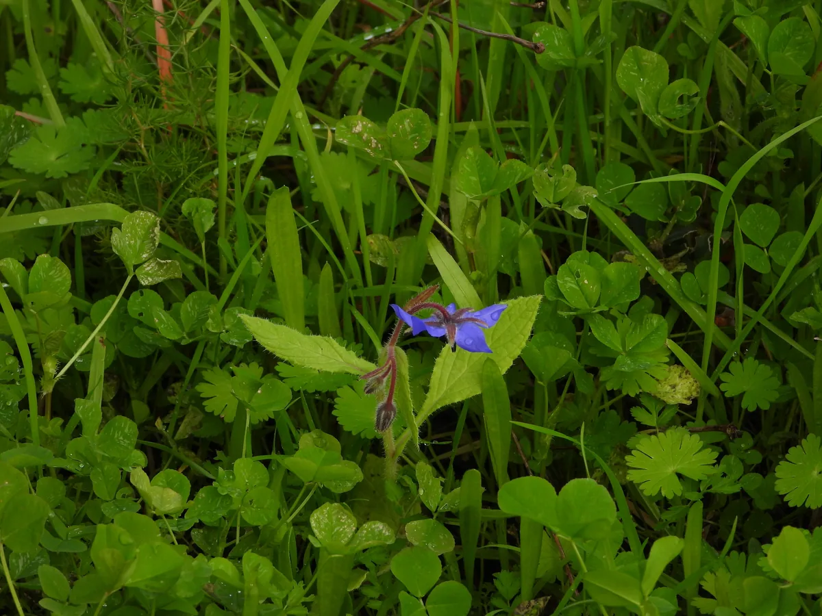 borage (Borago officinalis), photograph